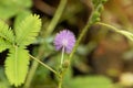 Sensitive plant Mimosa pudica Royalty Free Stock Photo