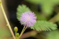 Sensitive plant Mimosa pudica Royalty Free Stock Photo