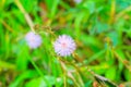 Sensitive plant or mimosa pudica flower pink beautiful in nature Royalty Free Stock Photo