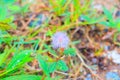Sensitive plant or mimosa pudica flower pink beautiful in nature Royalty Free Stock Photo