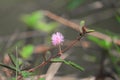 Sensitive plant, Mimosa pudica flower sleepy Royalty Free Stock Photo