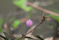 Sensitive plant, Mimosa pudica flower sleepy Royalty Free Stock Photo