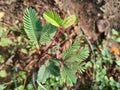 Sensitive Plant Mimosa pudica Growing Outside