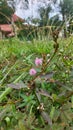 Sensitive plant Mimosa pudica linn Royalty Free Stock Photo