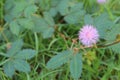 Sensitive plant, Mimosa pudica,plant,flower,sleepy plant Royalty Free Stock Photo