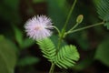 The Sensitive Plant Mimosa Pudica Royalty Free Stock Photo