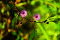 Sensitive plant or Mimosa pudica, Sleeping Grass, touch me not