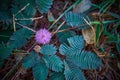 Sensitive plant Mimosa pudica, Sleepy plant, Action plant, Dormilones Royalty Free Stock Photo