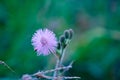 Sensitive plant Mimosa pudica, Sleepy plant, Action plant, Dormilones