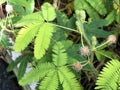 Sensitive plant Mimosa pudica, Sleepy plant, Action plant, Dormilones, Touch-me-not, Shameplant, Zombie plant, Shy plant