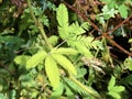 Sensitive plant Mimosa pudica, Sleepy plant, Action plant, Dormilones, Touch-me-not, Shameplant, Zombie plant, Shy plant Royalty Free Stock Photo