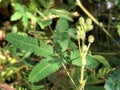 Sensitive plant Mimosa pudica, Sleepy plant, Action plant, Dormilones, Touch-me-not, Shameplant, Zombie plant, Shy plant Royalty Free Stock Photo