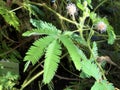 Sensitive plant Mimosa pudica, Sleepy plant, Action plant, Dormilones, Touch-me-not, Shameplant, Zombie plant, Shy plant Royalty Free Stock Photo