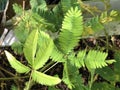 Sensitive plant Mimosa pudica, Sleepy plant, Action plant, Dormilones, Touch-me-not, Shameplant, Zombie plant, Shy plant Royalty Free Stock Photo