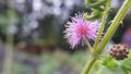 Sensitive plant / Mimosa pudica