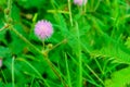 Sensitive Plant pink flower, Mimosa pudica L., properties cure f Royalty Free Stock Photo