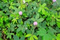 Plant pink Mimosa flower in summer Royalty Free Stock Photo