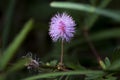 Sensitive plant, Shame plant, Mimosa pudica Royalty Free Stock Photo