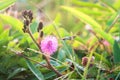 Sensitive plant or Sleeping grass or Shameplan