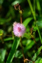 Sensitive plant, Sleepy plant, The touch-me-not, Mimosa pudica plants and  purple flower, Close up & Macro shot, Selective focus, Royalty Free Stock Photo