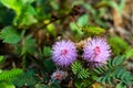 Sensitive plant, Sleepy plant, The touch-me-not, Mimosa pudica plants and  purple flower, Close up & Macro shot, Selective focus, Royalty Free Stock Photo
