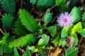 Sensitive plant, Sleepy plant, The touch-me-not, Mimosa pudica plants and  purple flower, Close up & Macro shot, Selective focus, Royalty Free Stock Photo