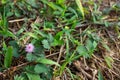 Sensitive plant, Sleepy plant, The touch-me-not, Mimosa pudica plants and purple flower, Close up shot, Abstract background Royalty Free Stock Photo