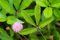 sensitive plant, sleepy plant or the touch me not.herb flower Royalty Free Stock Photo