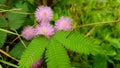 Sensitive plant, sleepy plant, the touch-me-not,weed, flowers