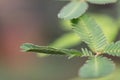 Sensitive plant touch-me-not, Mimosa pudica, inward folding leaf after being touched