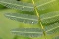 Sensitive plant which have dews in morning Royalty Free Stock Photo