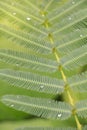 Sensitive plant which have dews in morning Royalty Free Stock Photo