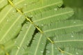 Sensitive plant which have dews in morning Royalty Free Stock Photo