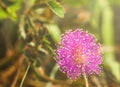 Pink mimosa flowers in the garden Royalty Free Stock Photo