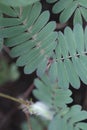 sensitive plant Royalty Free Stock Photo