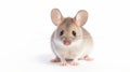 Sensitively Characterized Mouse On White Background With Whirring Contrivances Royalty Free Stock Photo