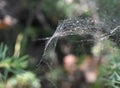 The sensitively created the spider net Royalty Free Stock Photo