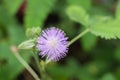 Sensitve plant mimosa pudica