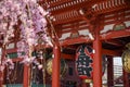 Senso-ji Asakusa Temple during cherry blossom season Royalty Free Stock Photo