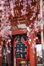 Senso-ji Asakusa Temple during cherry blossom season Royalty Free Stock Photo