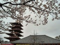 Sensoji temple at Asakusa , Tokyo 2016