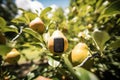 Sensors on pears in sunny garden summer day. AI technology senses fruit stress. Using artificial intelligence to grow better fruit