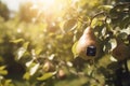 Sensors on pears in sunny garden summer day. AI technology senses fruit stress. Using artificial intelligence to grow better fruit