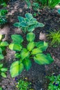 Sensory Garden Plants 3