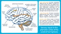 Sensory inputs to the premotor cortex of the cerebral hemisphere Royalty Free Stock Photo