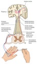 Sensory and motor nerve pathways Royalty Free Stock Photo