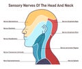 Sensory nerves of the head and neck. Neural coverage of human head Royalty Free Stock Photo