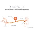 Sensory Neuron Diagram biology educational vector illustration