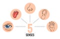 Sensory organs. Nose smell, eyes vision, ears hearing, skin touch, language taste and taste buds. Cartoon sensory organs