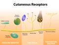 Sensory receptors in the human skin